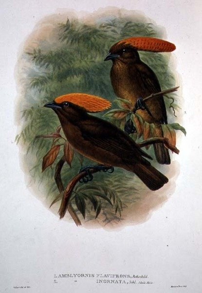 Amblyornis Flavifrons (kolor lito) autorstwa William Matthew Hart