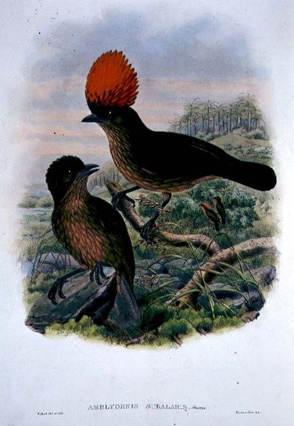 Amblyornis Subalaris (kolor lito) autorstwa William Matthew Hart