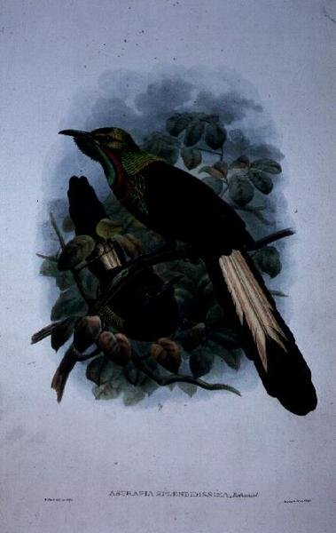 Astrapia Splendidissima (kolor lito) autorstwa William Matthew Hart