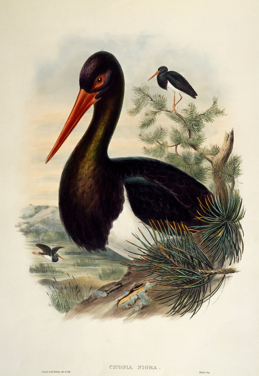 Black Stork (Ciconia nigra), litografia z Birds of Great Britain autorstwa William Matthew Hart