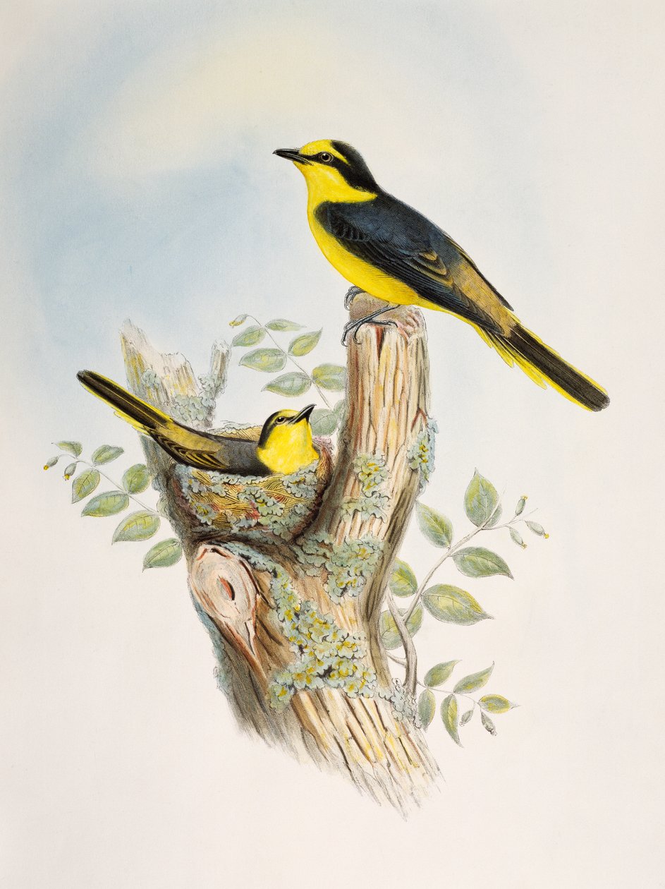 Minivet brunatny (Pericrocotus cantonensis), litografia z Birds of Asia autorstwa William Matthew Hart