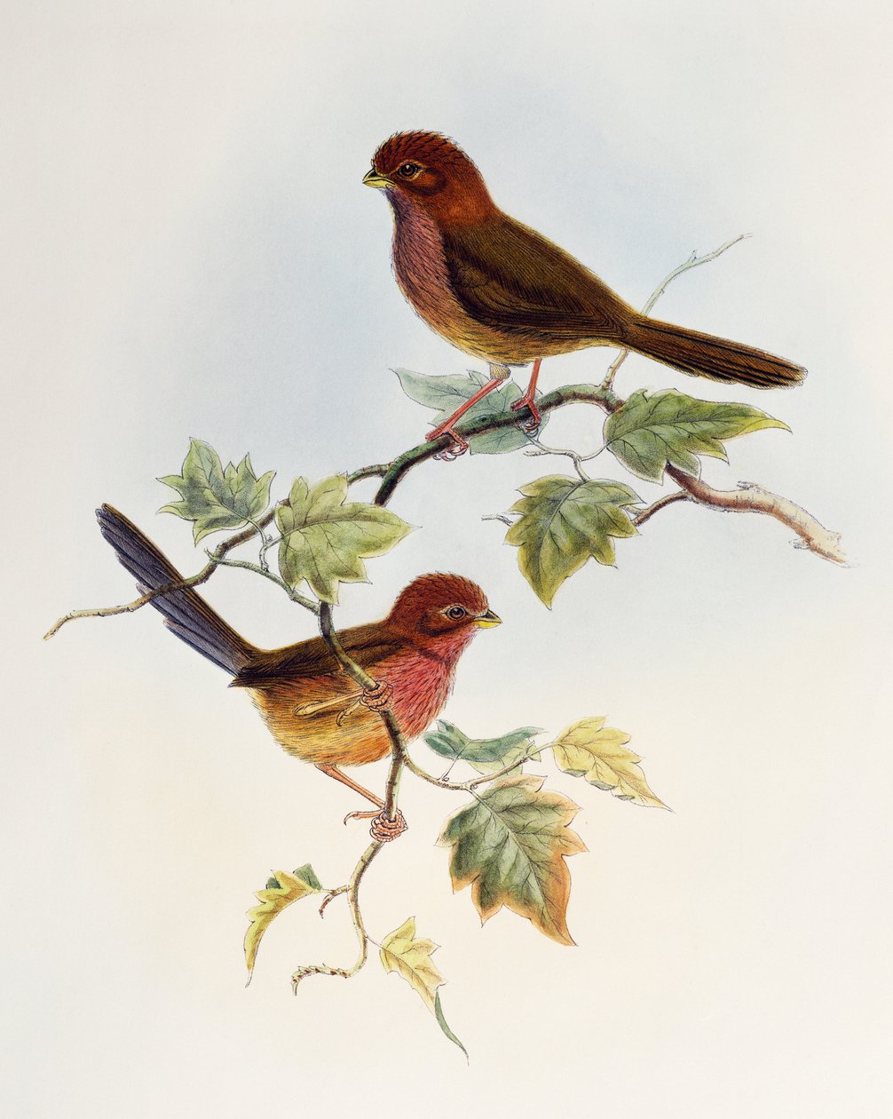 Parrotbill brunatnoskrzydły (Paradoxornis brunneus), litografia z Birds of Asia autorstwa William Matthew Hart