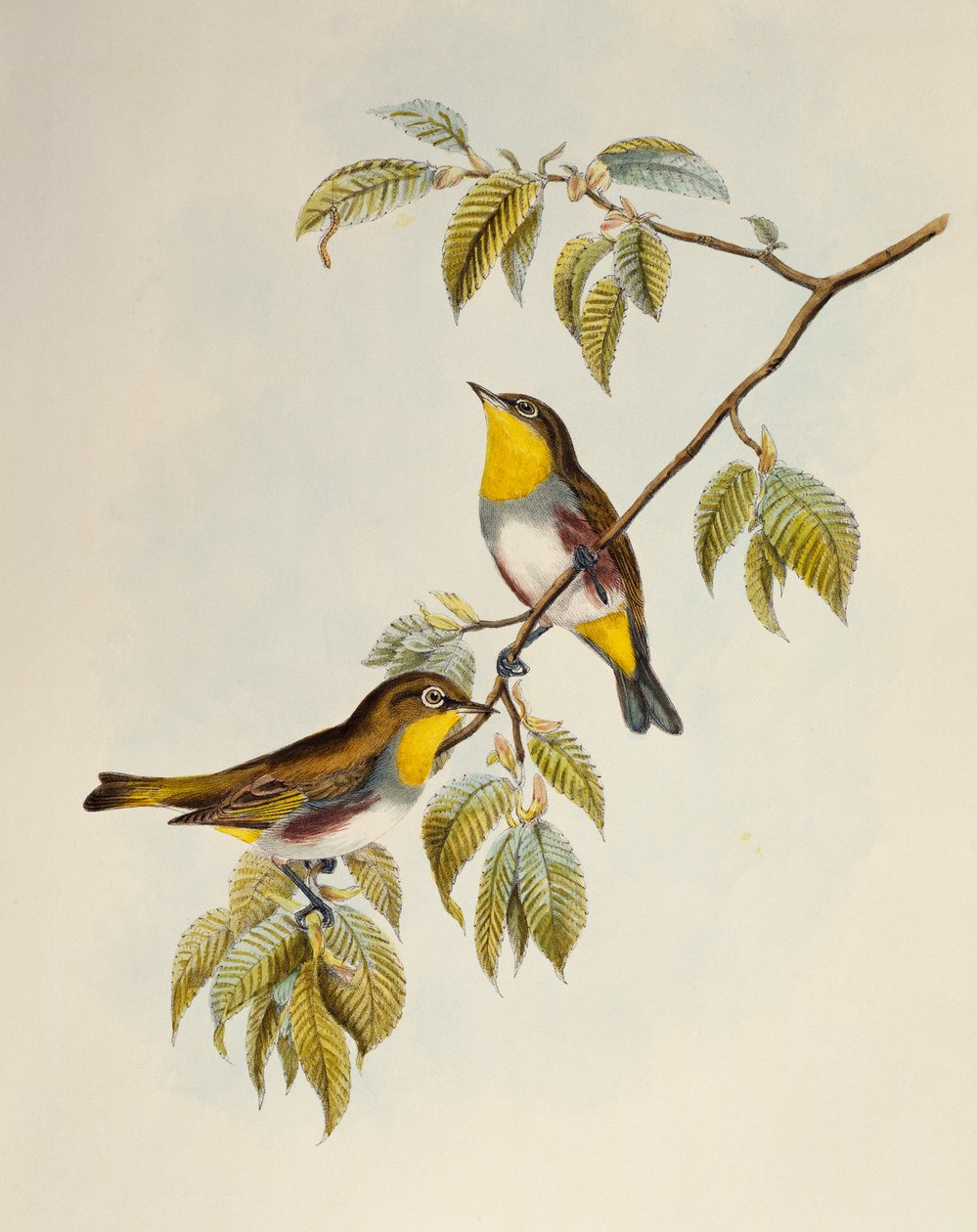 Białooki kasztanowca (Zosterops erythropleurus), litografia z Birds of Asia autorstwa William Matthew Hart