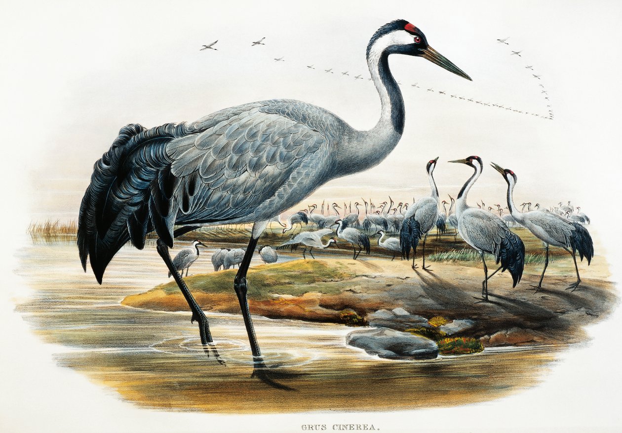 Żuraw zwyczajny (Grus cinerea), litografia z Birds of Great Britain autorstwa William Matthew Hart