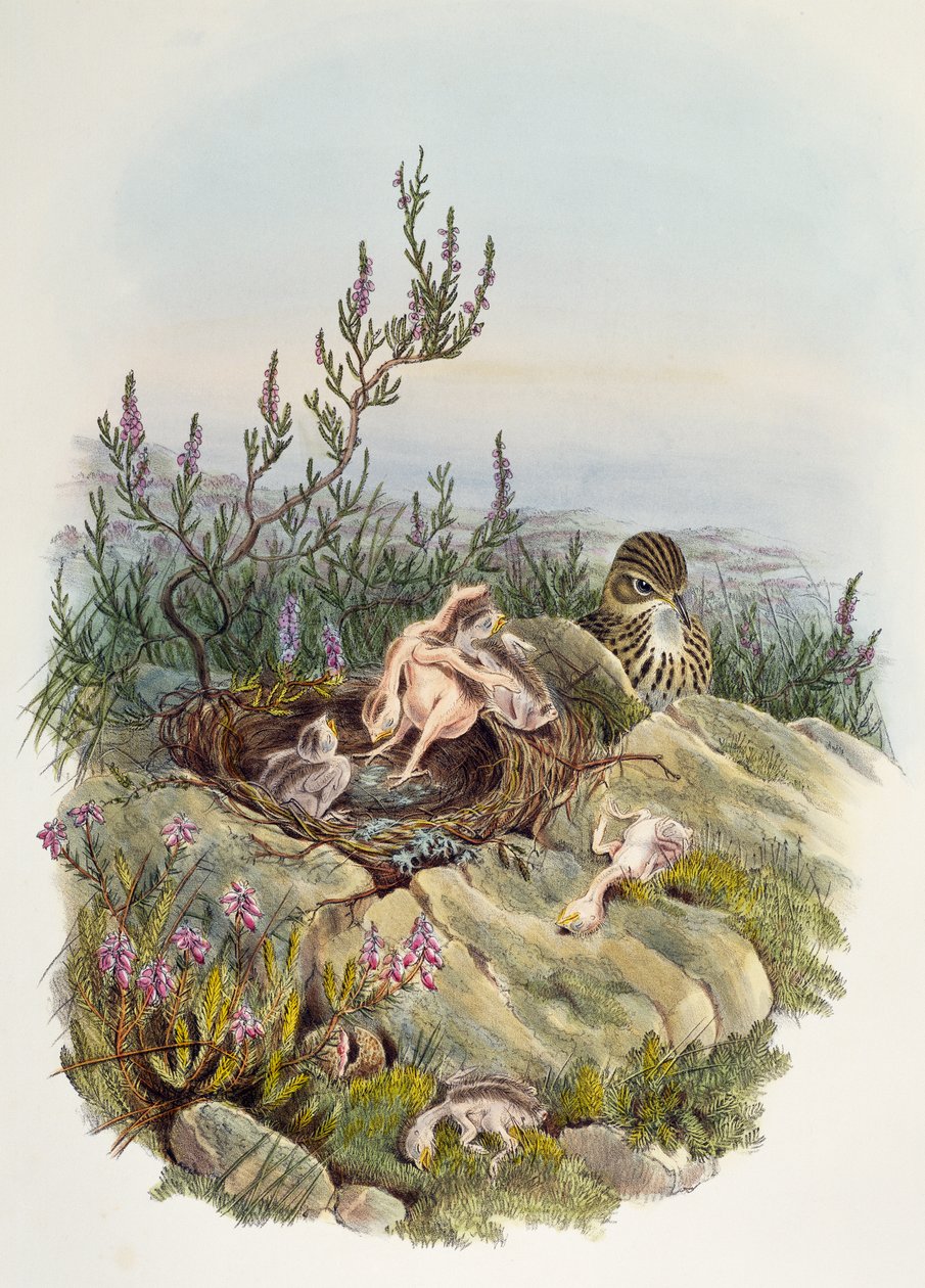 Kukułka zwyczajna, John Gould (1804-1881), litografia Williama Matthew Harta (1830-1908), Wielka Brytania autorstwa William Matthew Hart
