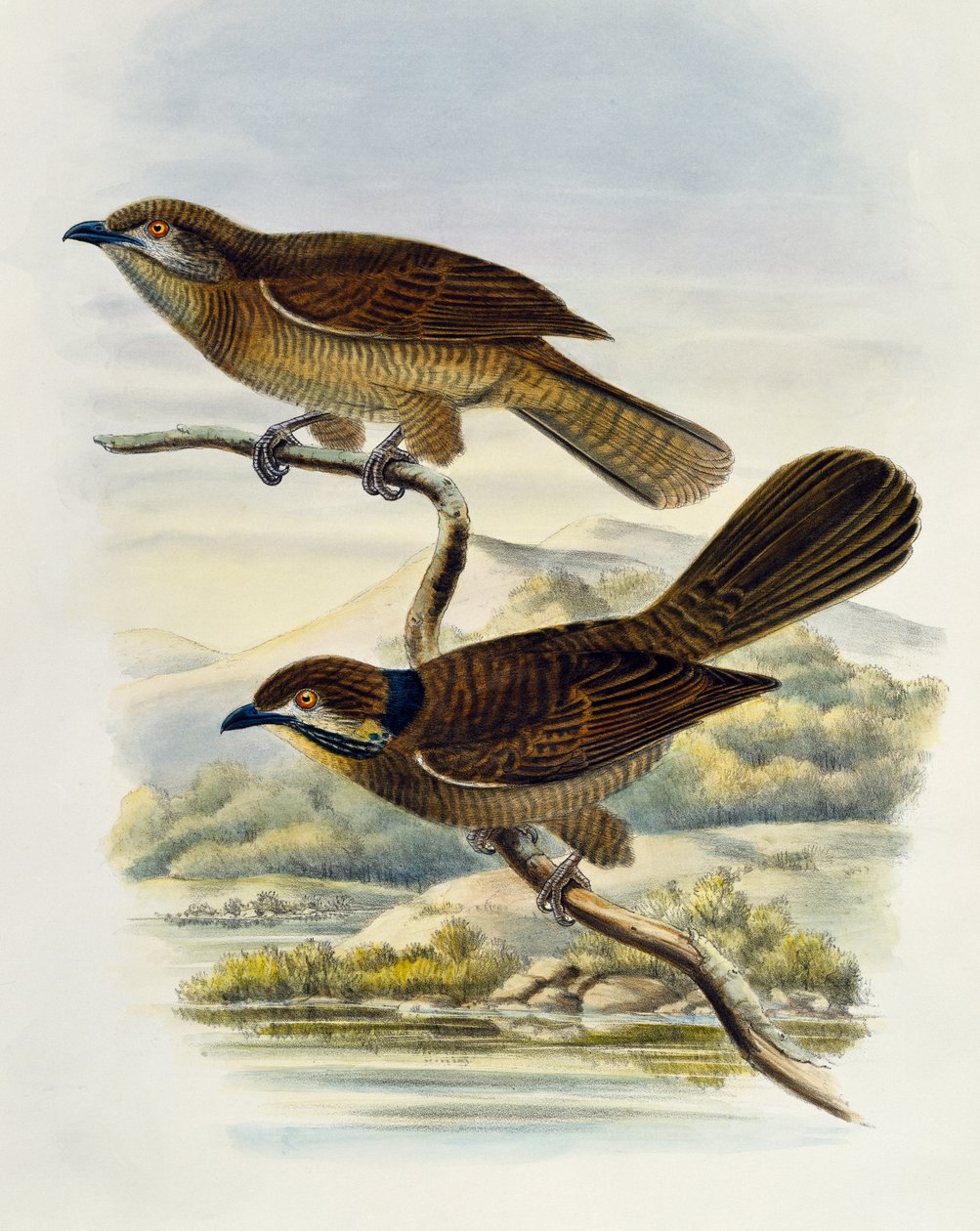 Koel karłowaty (Microdynamis parva), grawerowany przez Williama Matthew Harta (1830-1908), Wielka Brytania autorstwa William Matthew Hart