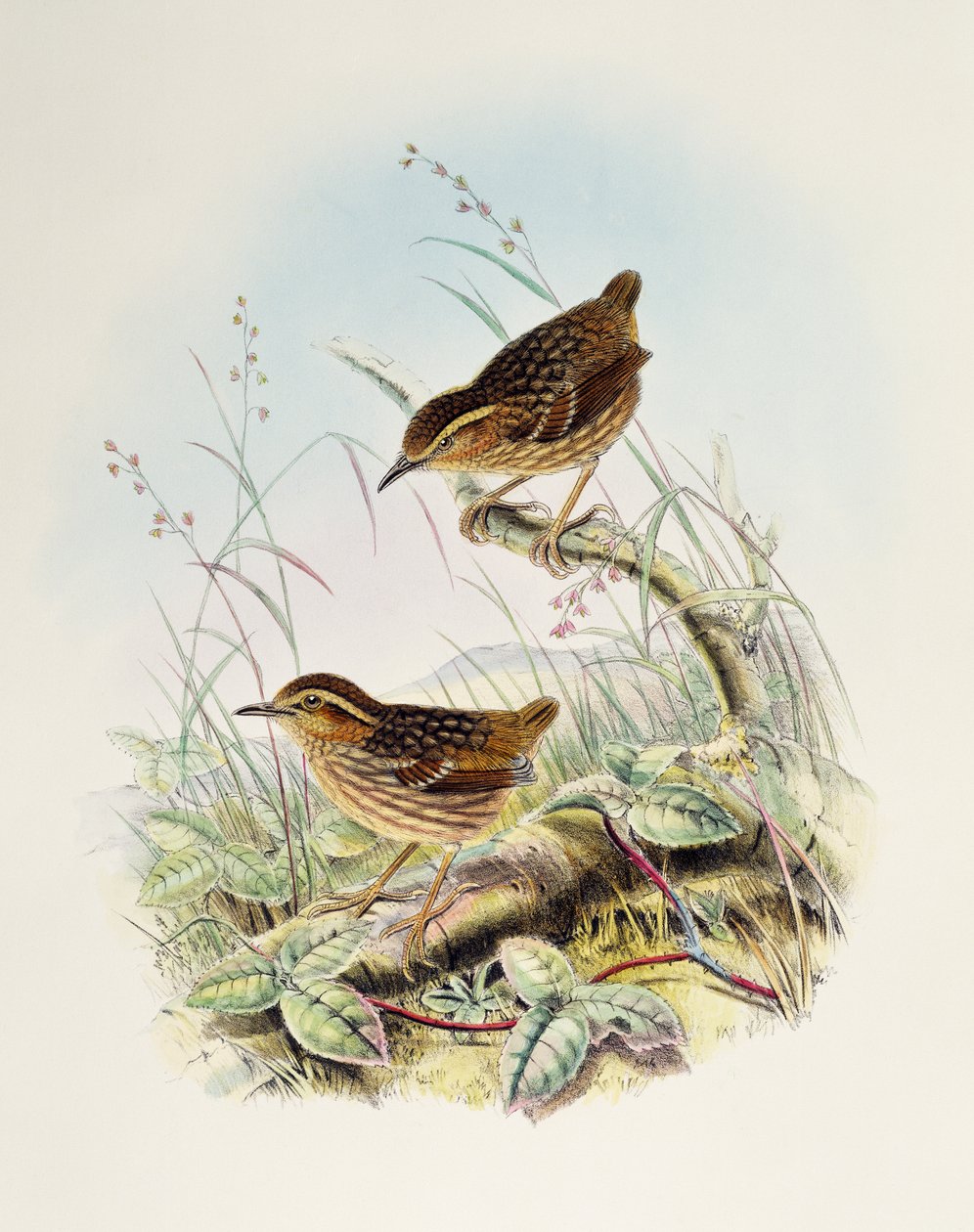 Eyebrowed Wren-Babbler (Napothera epilepidota), litografia z Birds of Great Britain autorstwa William Matthew Hart