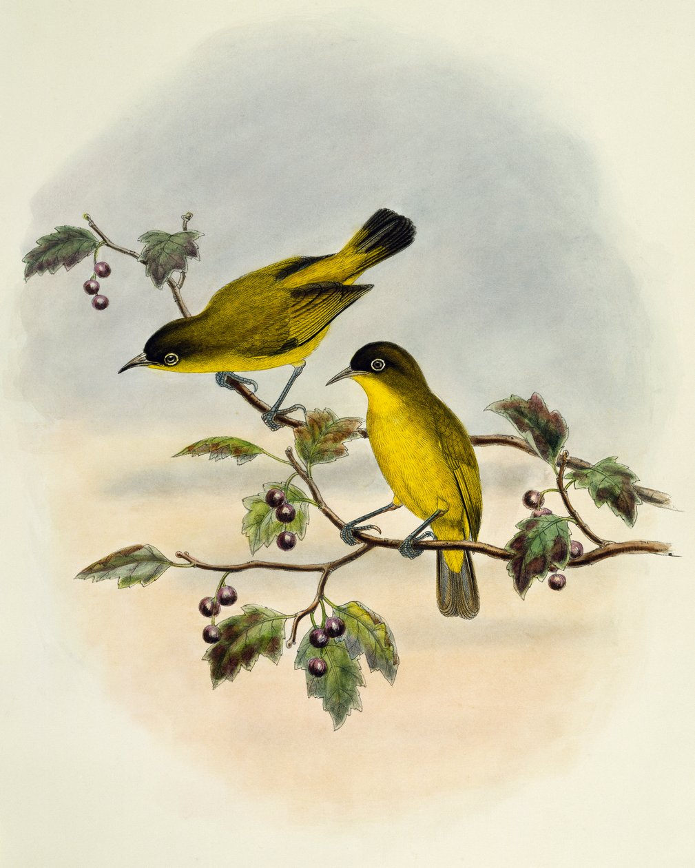 Złoto-brzuch białooki (Zosterops uropygialis), grawerowanie przez Williama Matthew Harta (1830-1908), Wielka Brytania autorstwa William Matthew Hart