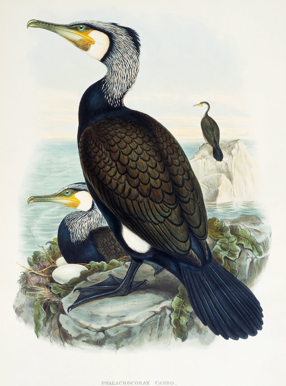 Kormoran wielki (Phalacrocorax carbo), litografia z Birds of Great Britain autorstwa William Matthew Hart