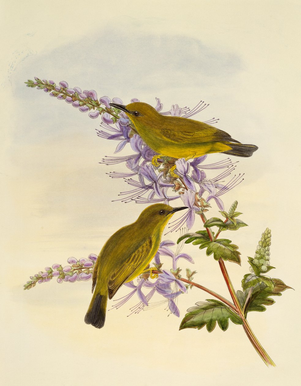 Grey-throated White-eye (Zosterops rendovae), grawerowanie przez Williama Matthew Harta (1830-1908), Wielka Brytania autorstwa William Matthew Hart