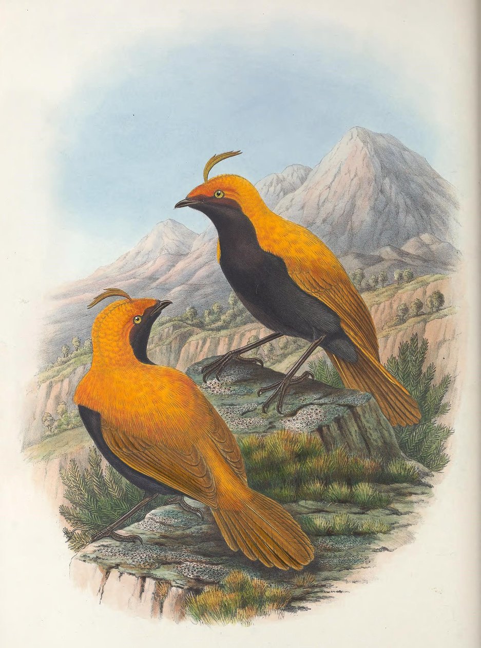Uprawa Hart Cnemophilus macgregorii autorstwa William Matthew Hart
