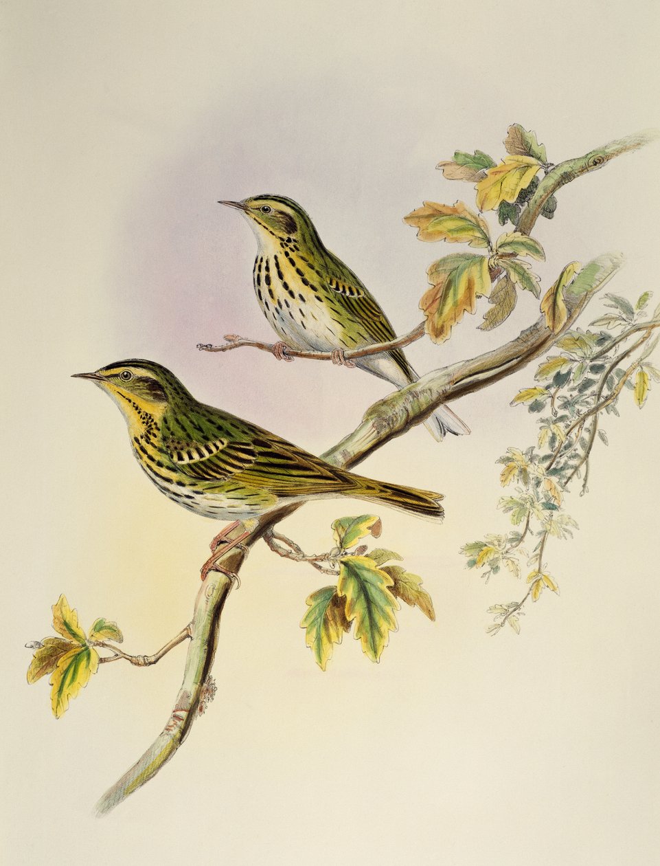 Ślimak indyjski (Pipastes agilis), litografia z Birds of Asia autorstwa William Matthew Hart
