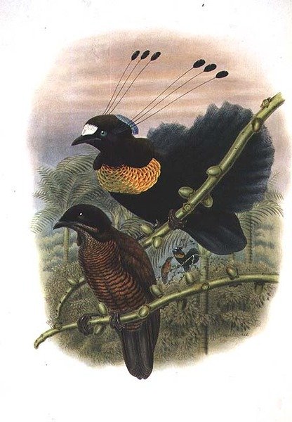 Sześcioprzewodowa Parotia Lawesa - Rajski Ptak (kolor lito) autorstwa William Matthew Hart
