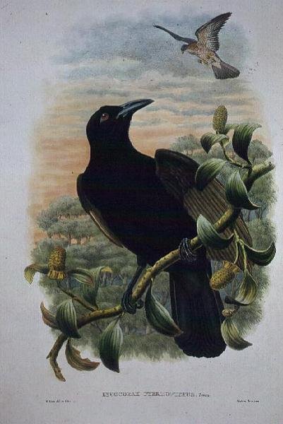 Lucocorax Pyrrhopterus, Raj lub Jedwabista Wrona (lit) autorstwa William Matthew Hart