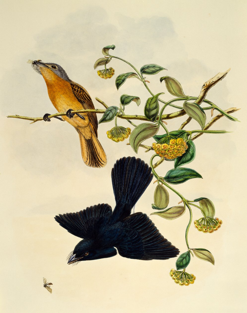Ochry-headed muchołówka (Myiagra cervinicauda), grawerowanie przez Williama Matthew Harta (1830-1908), Wielka Brytania autorstwa William Matthew Hart