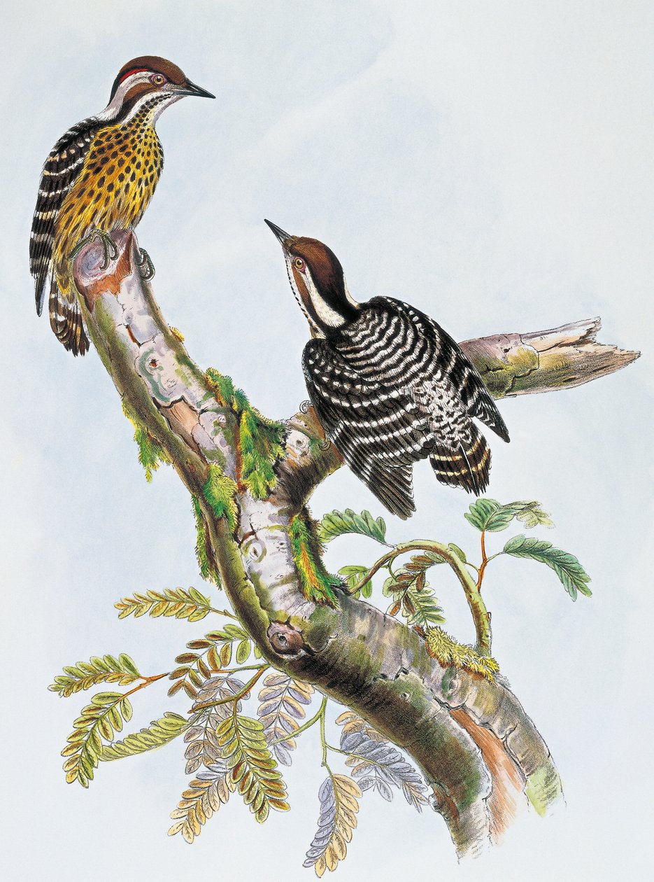 Filipiński dzięcioł karłowaty (Dendrocopos maculatus), litografia Williama Matthew Harta (1830-1908), Wielka Brytania autorstwa William Matthew Hart