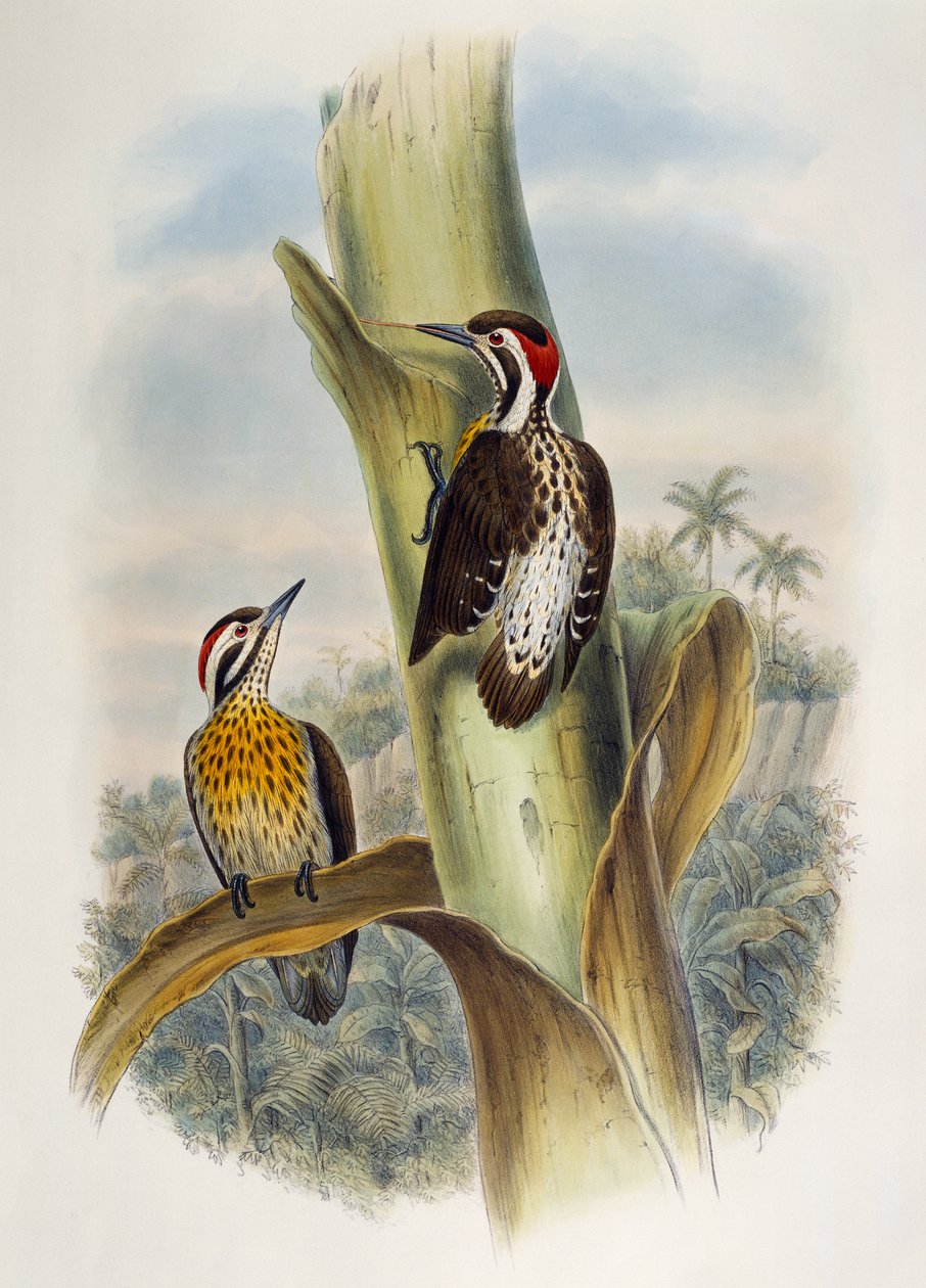 Filipiński dzięcioł pigmejski (Dendrocopos maculatus), litografia z Birds of Asia autorstwa William Matthew Hart