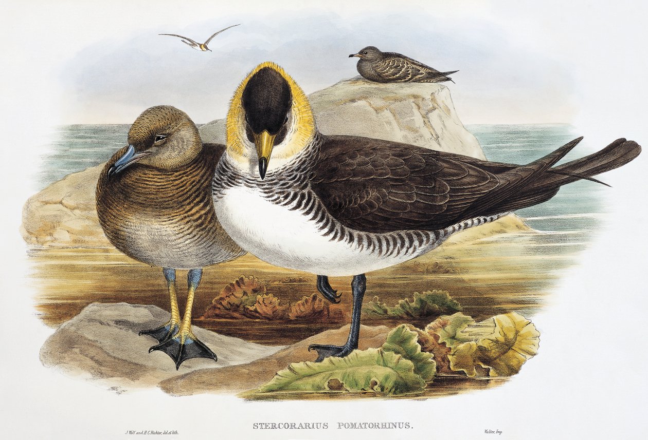 Pomarine Jaeger (Stercorarius pomarinus), litografia z Birds of Great Britain autorstwa William Matthew Hart