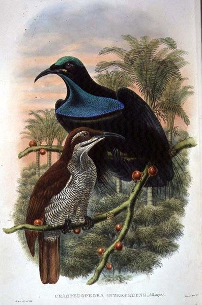 Ptiloris Magnificus, strzelec rajski (kolor lito) autorstwa William Matthew Hart