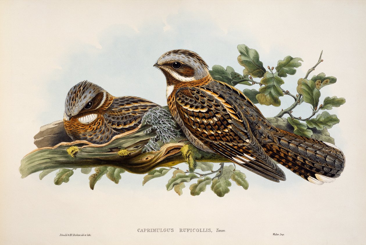 Lelek rdzawoszyjki (Caprimulgus ruficollis), litografia z Birds of Great Britain autorstwa William Matthew Hart
