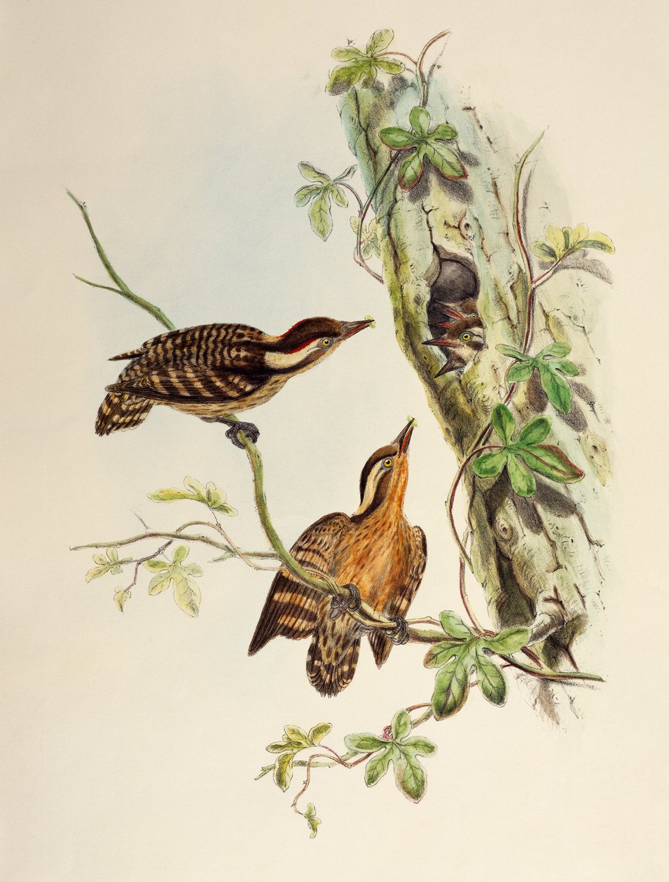 Sunda Woodpecker (Dendrocopos moluccensis), litografia z Birds of Asia autorstwa William Matthew Hart