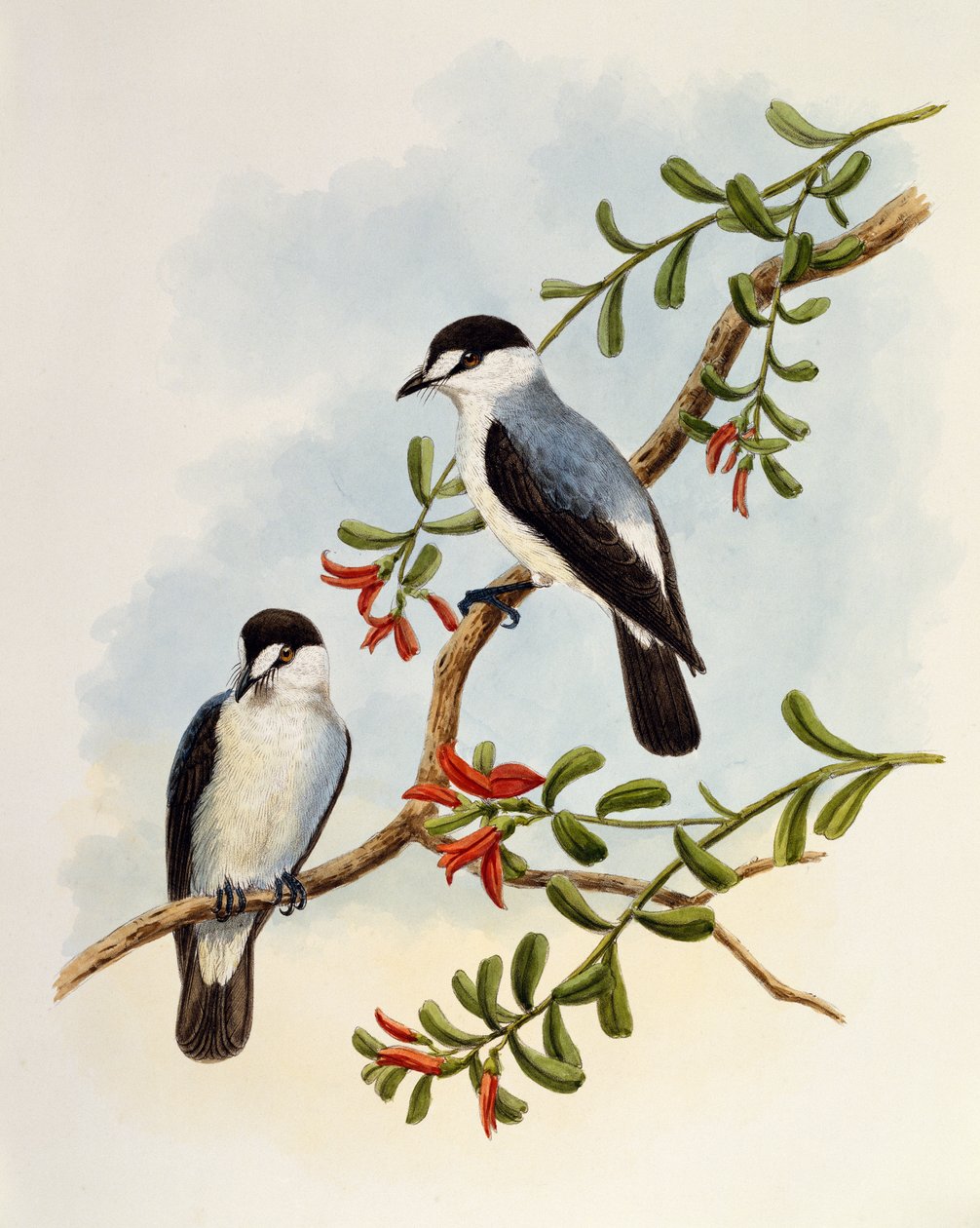Torrent Robin (Monachella muelleriana), grawerowanie przez Williama Matthew Harta (1830-1908), Wielka Brytania autorstwa William Matthew Hart