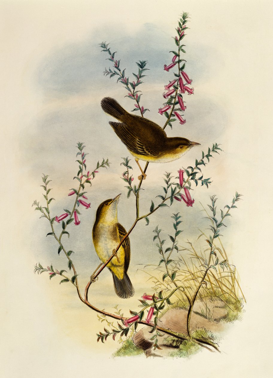 Muchołówka biała (Pseudogerygone notata), grawerowanie przez Williama Matthew Harta (1830-1908), Wielka Brytania autorstwa William Matthew Hart