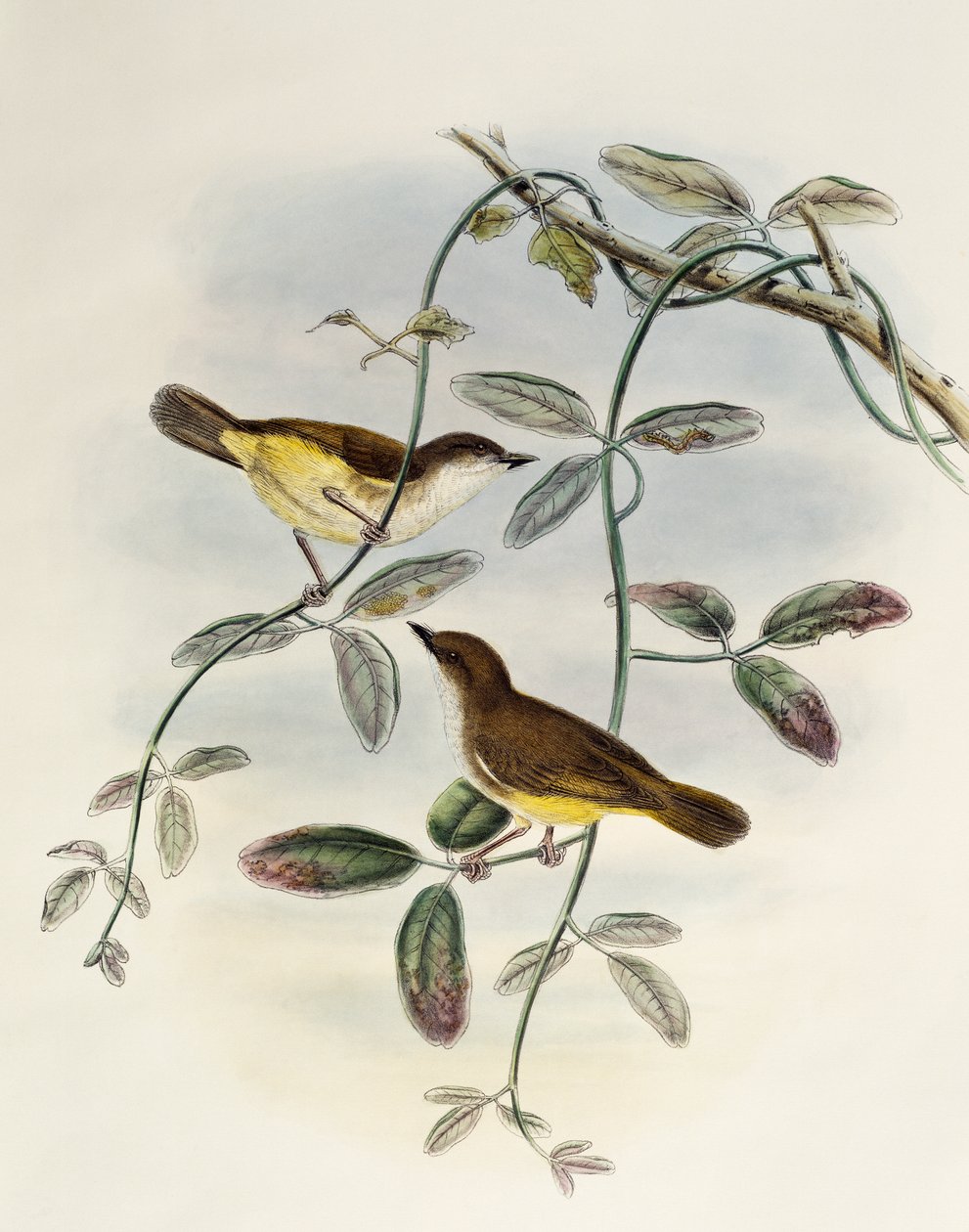 Gerygone żółtobrzuchy (Gerygone chrysogaster), litografia z Birds of Asia autorstwa William Matthew Hart