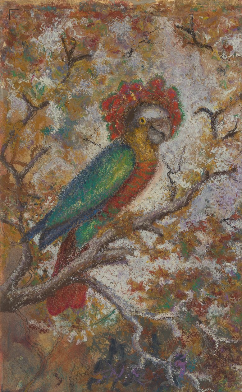 Papuga, 1909. autorstwa William N. Buckner