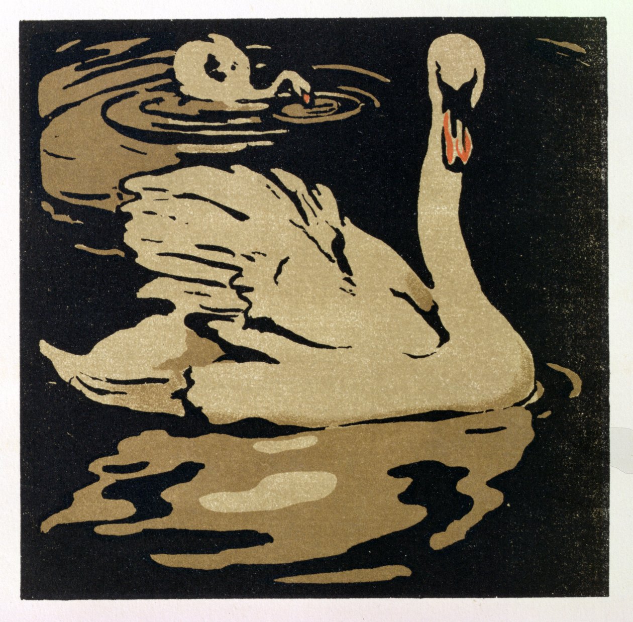 Piękny łabędź, ilustracja z „Kwadratowej księgi zwierząt”, wydanej przez Williama Heinemanna autorstwa William Nicholson