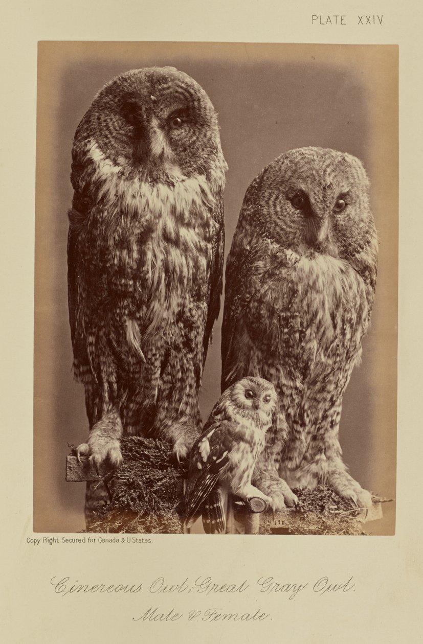 Cinereous Owl; Wielka szara sowa. Samiec i samica autorstwa William Notman