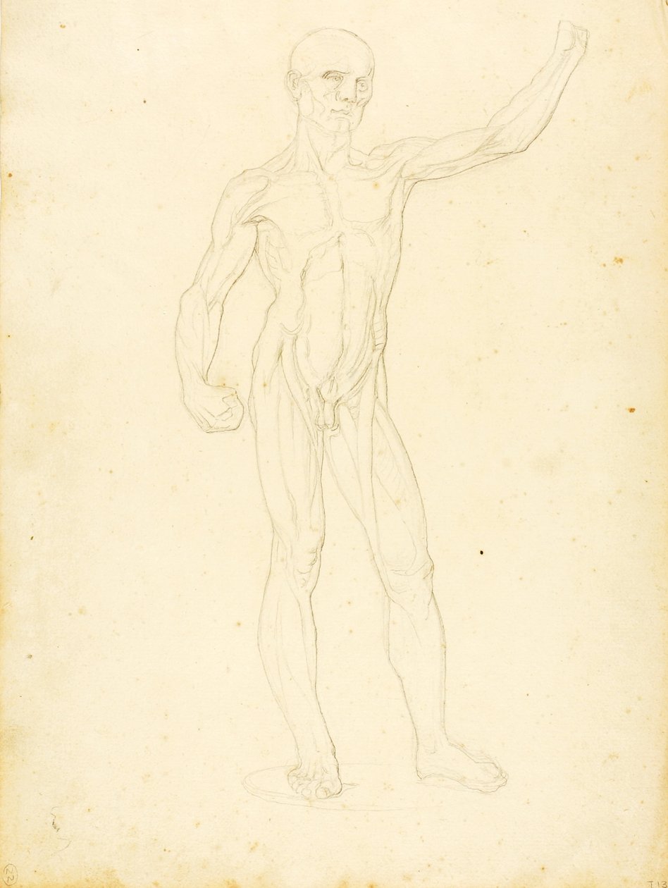 (Ecorche, widok z przodu) autorstwa William Page