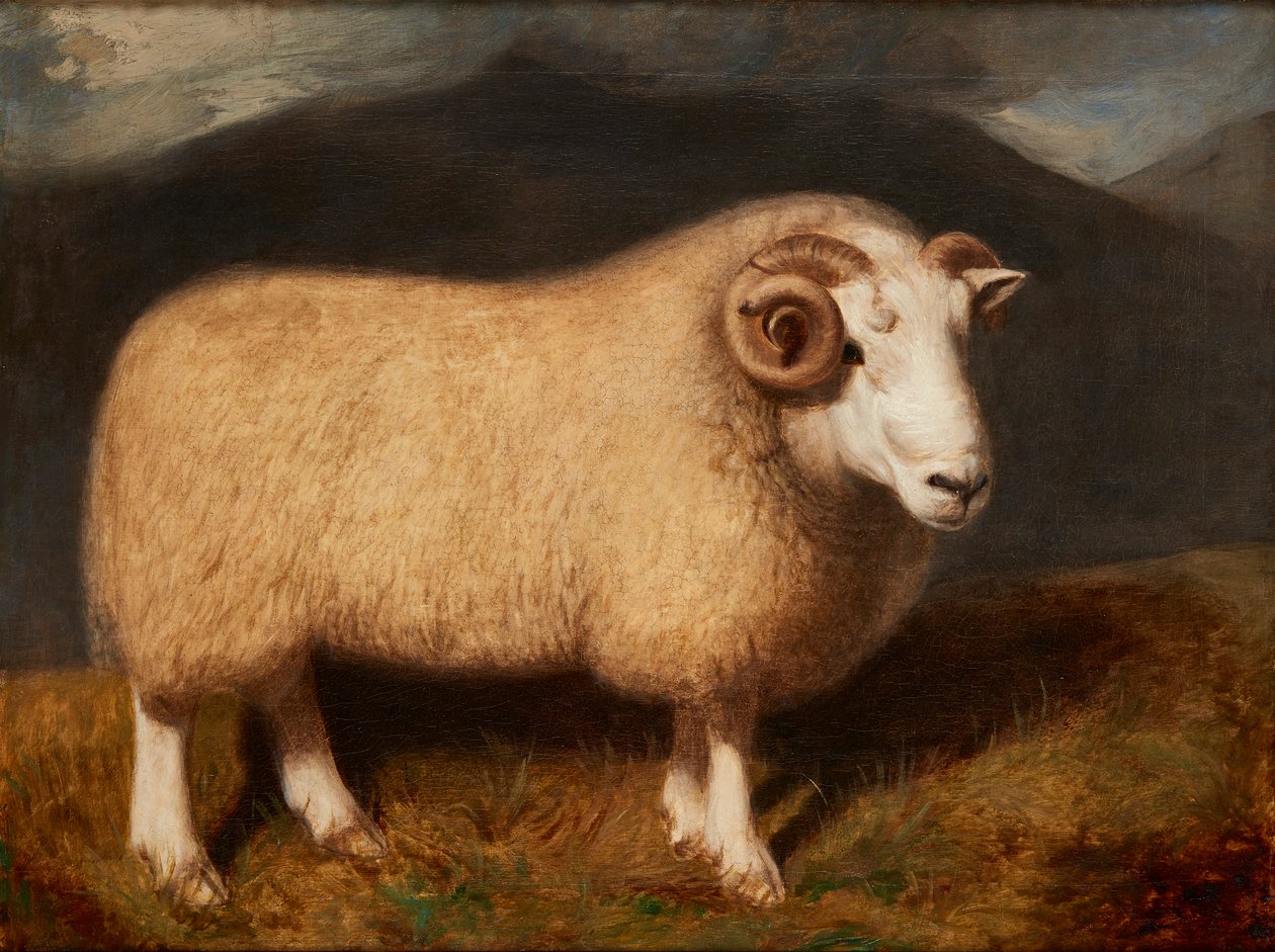 Cheviot Ram (olej na płótnie) autorstwa William Shiels