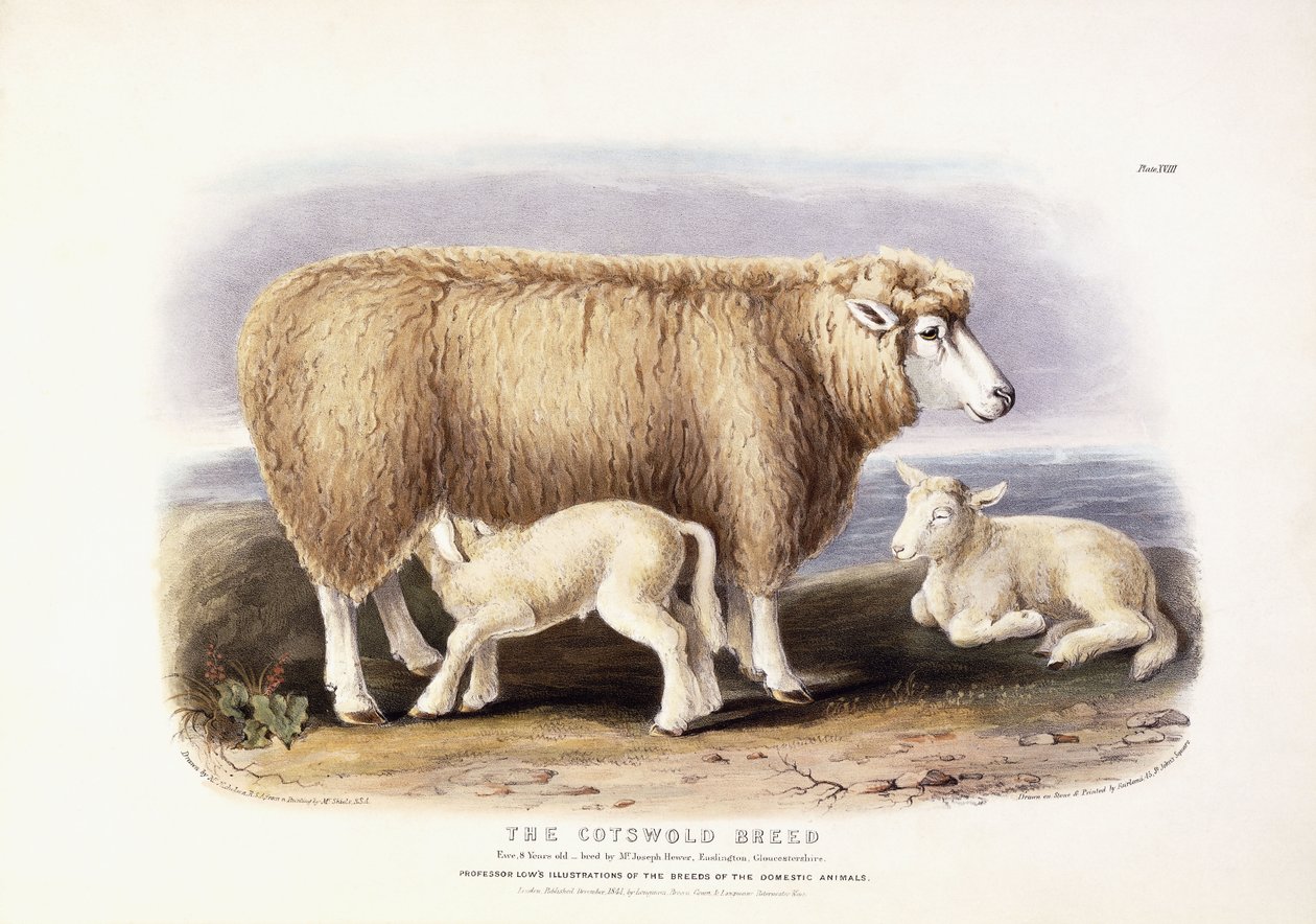 Rasa Cotswold, Ewe, 8 lat, 1840-1842 autorstwa William Shiels