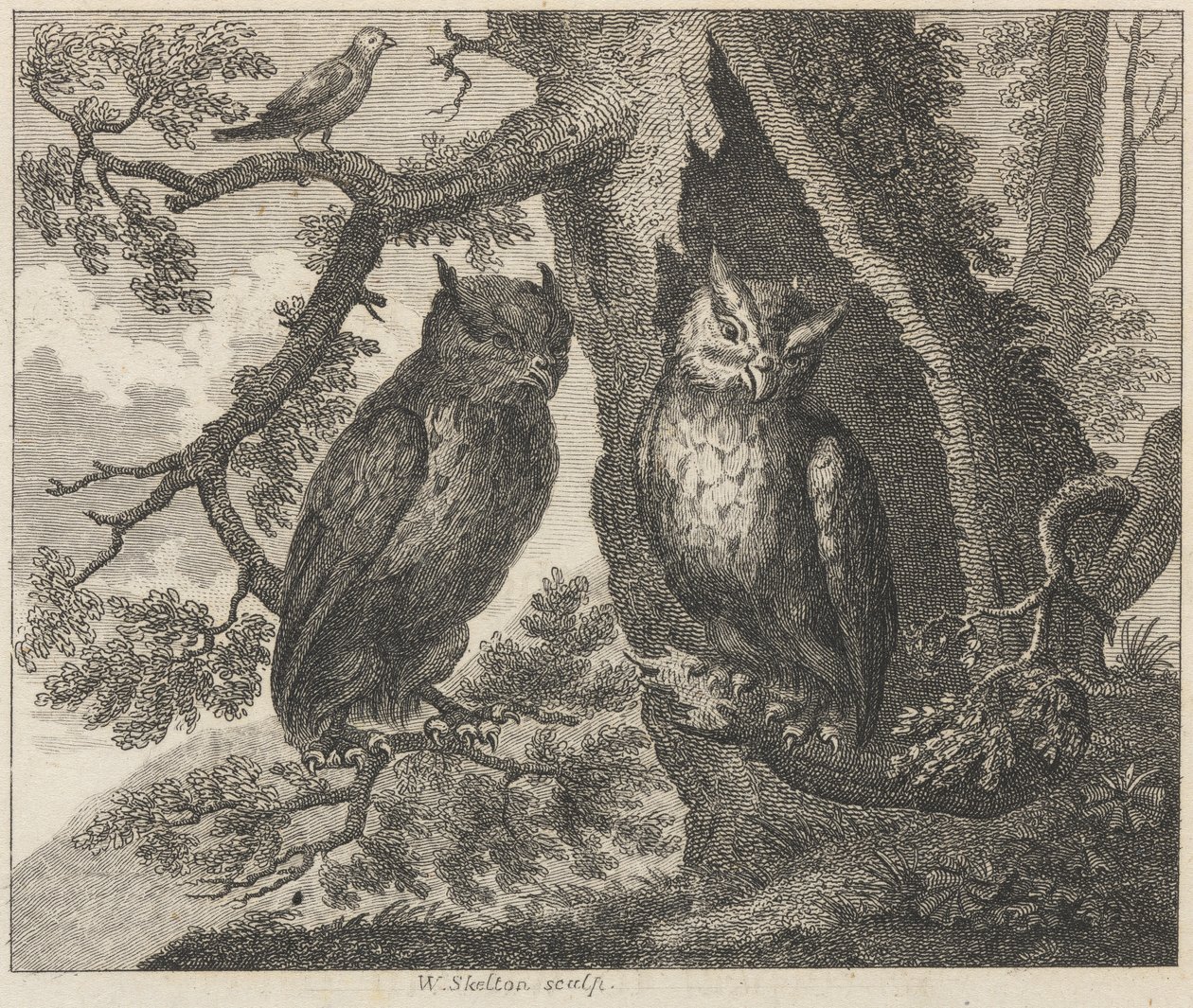Dwie sowy i wróbel autorstwa William Skelton