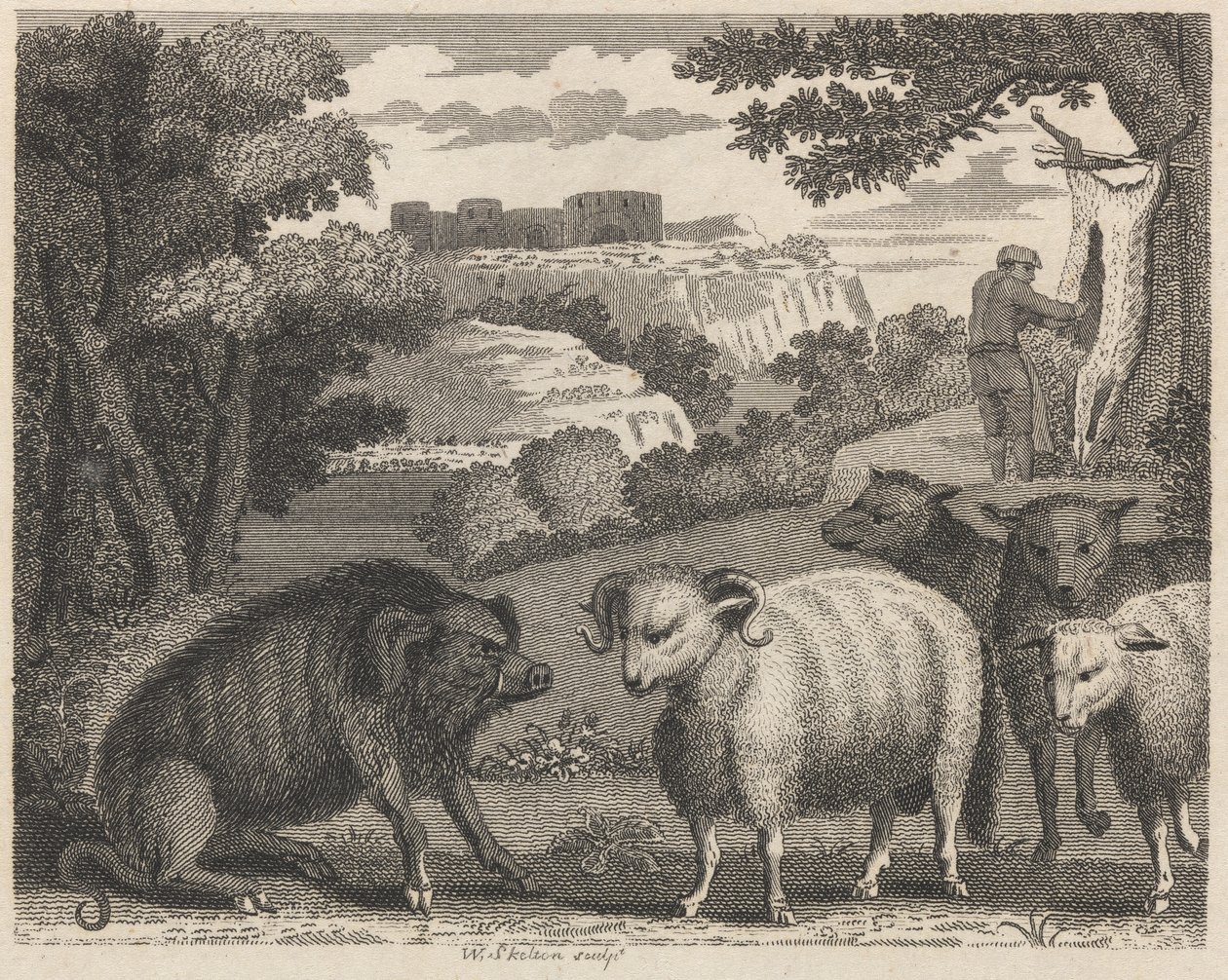 polish autorstwa William Skelton