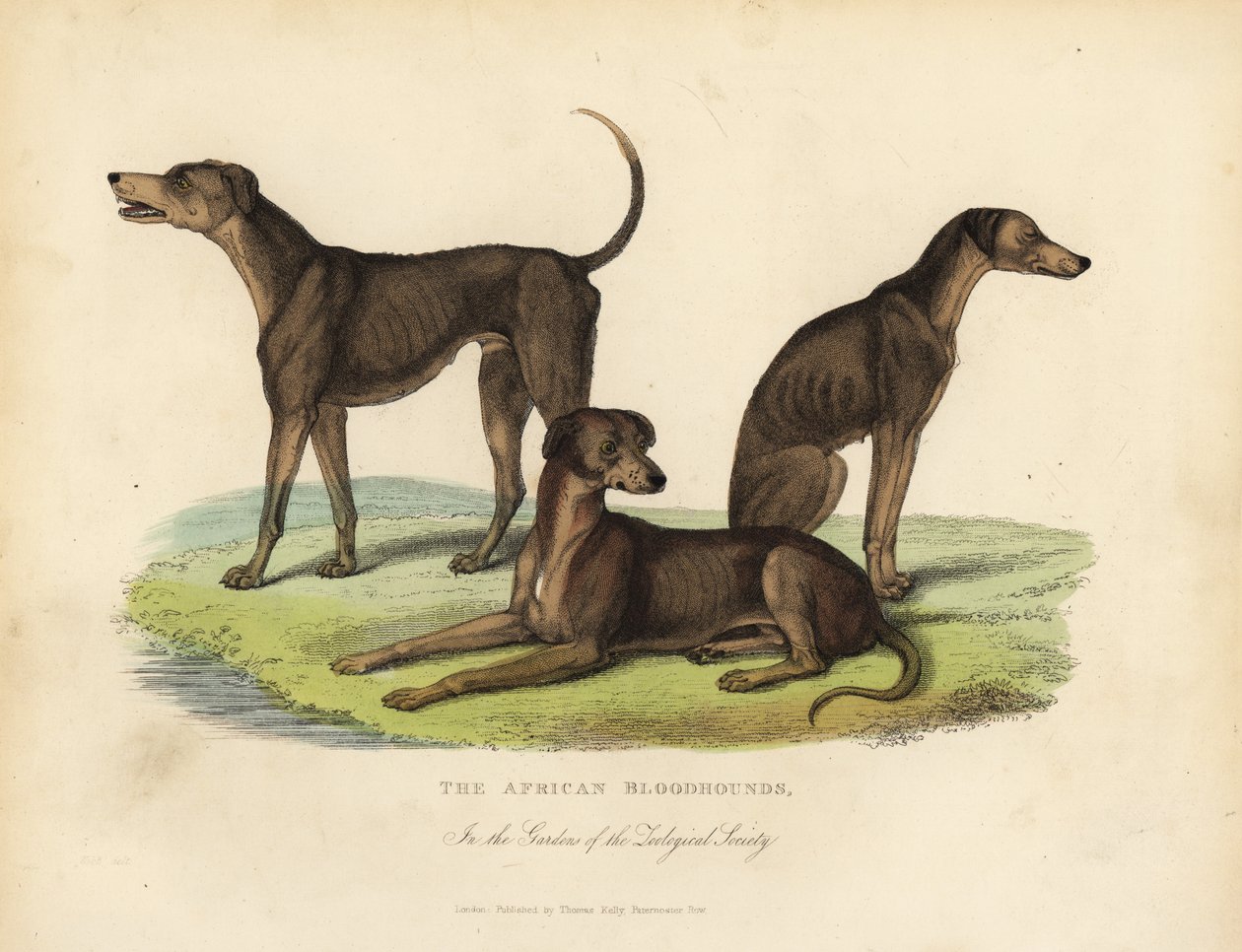 Ogary afrykańskie w ogrodach Towarzystwa Zoologicznego. autorstwa William Smellie