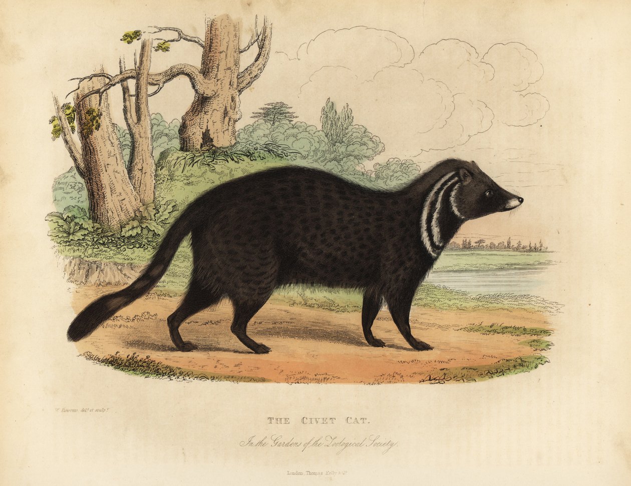 cywet afrykański , Civectictis civetta. autorstwa William Smellie