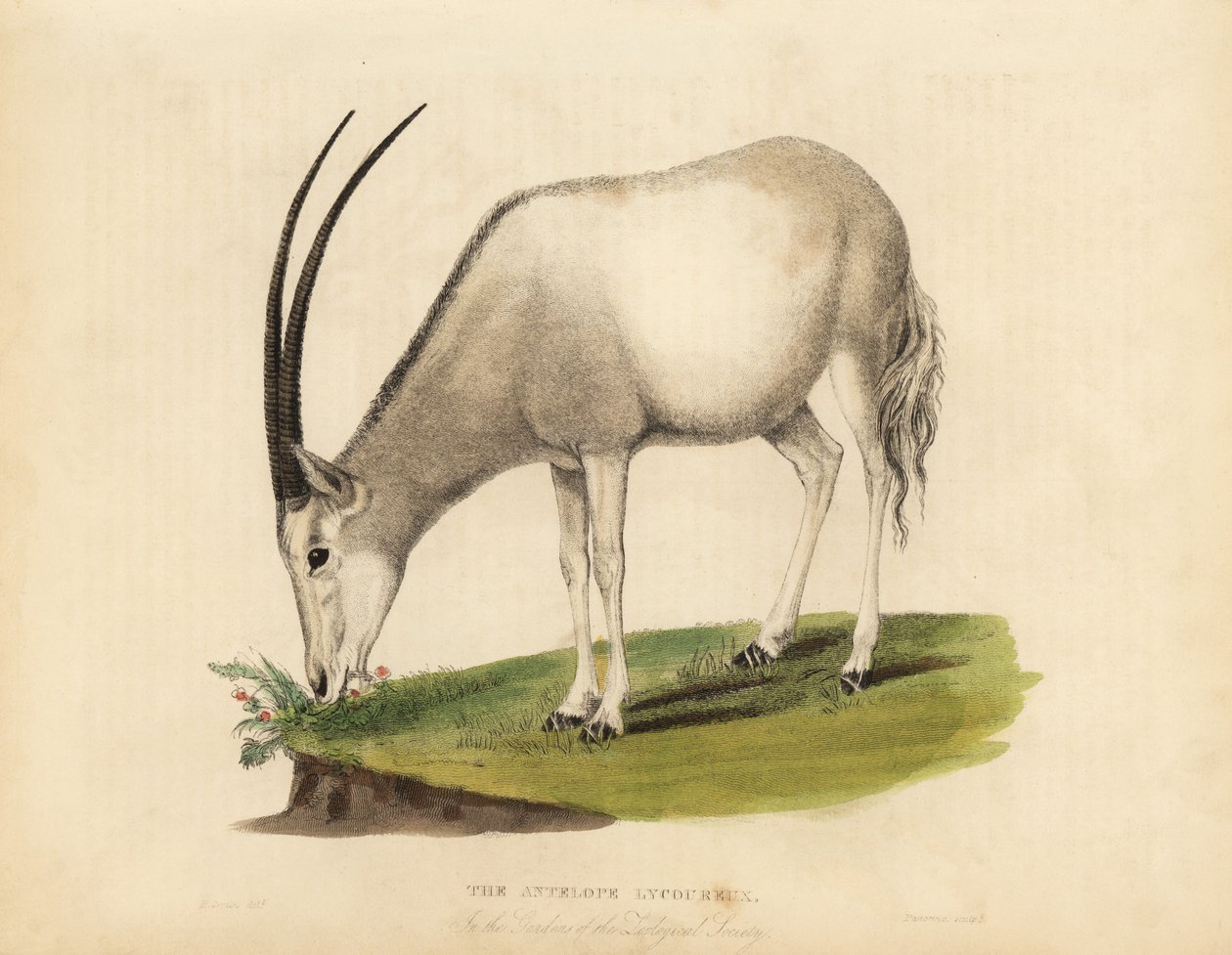 Oryks arabski lub biały oryks, Oryx leucoryx. Wrażliwy. autorstwa William Smellie