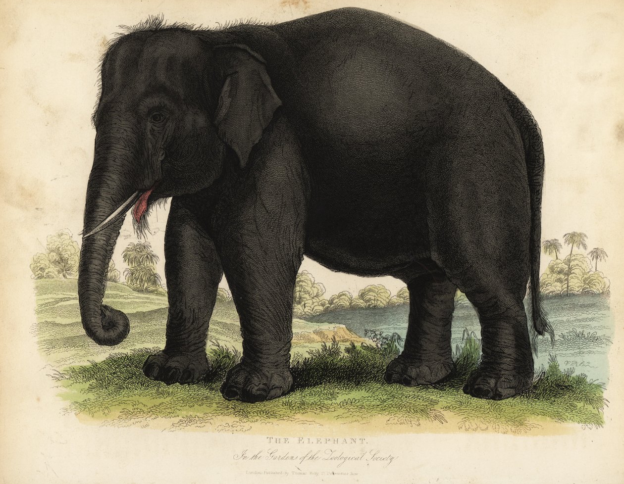 Słoń azjatycki, Elephas maximus, zagrożony. autorstwa William Smellie