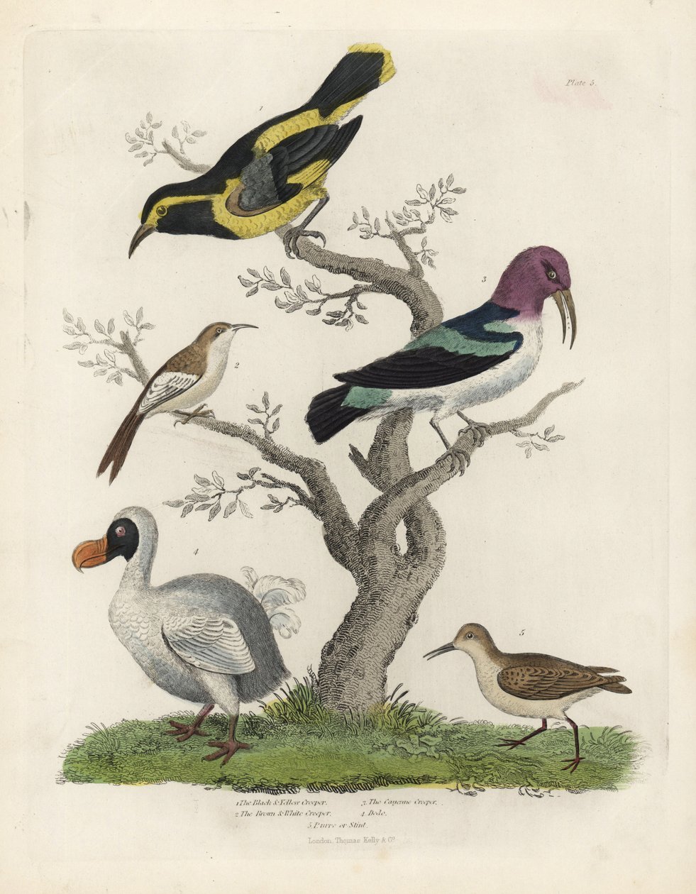 Pnącze czarno-żółte, pnącze brązowo-białe, Certhia americana, pnącze Cayenne, Dacnis cayana, Dodo, Raphus cucullatus, a także purre lub stint, Calidris alpina. Ręcznie kolorowany miedzioryt wykonany przez nieznanego artystę z Natural Histo . Williama Smell autorstwa William Smellie