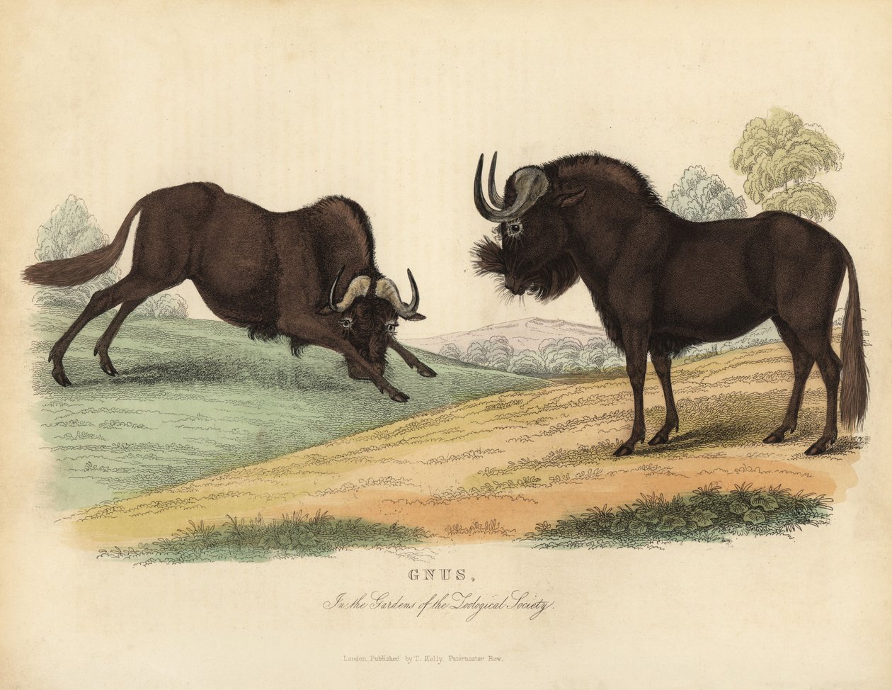 Czarny gnu, Connochaetes gnou. autorstwa William Smellie