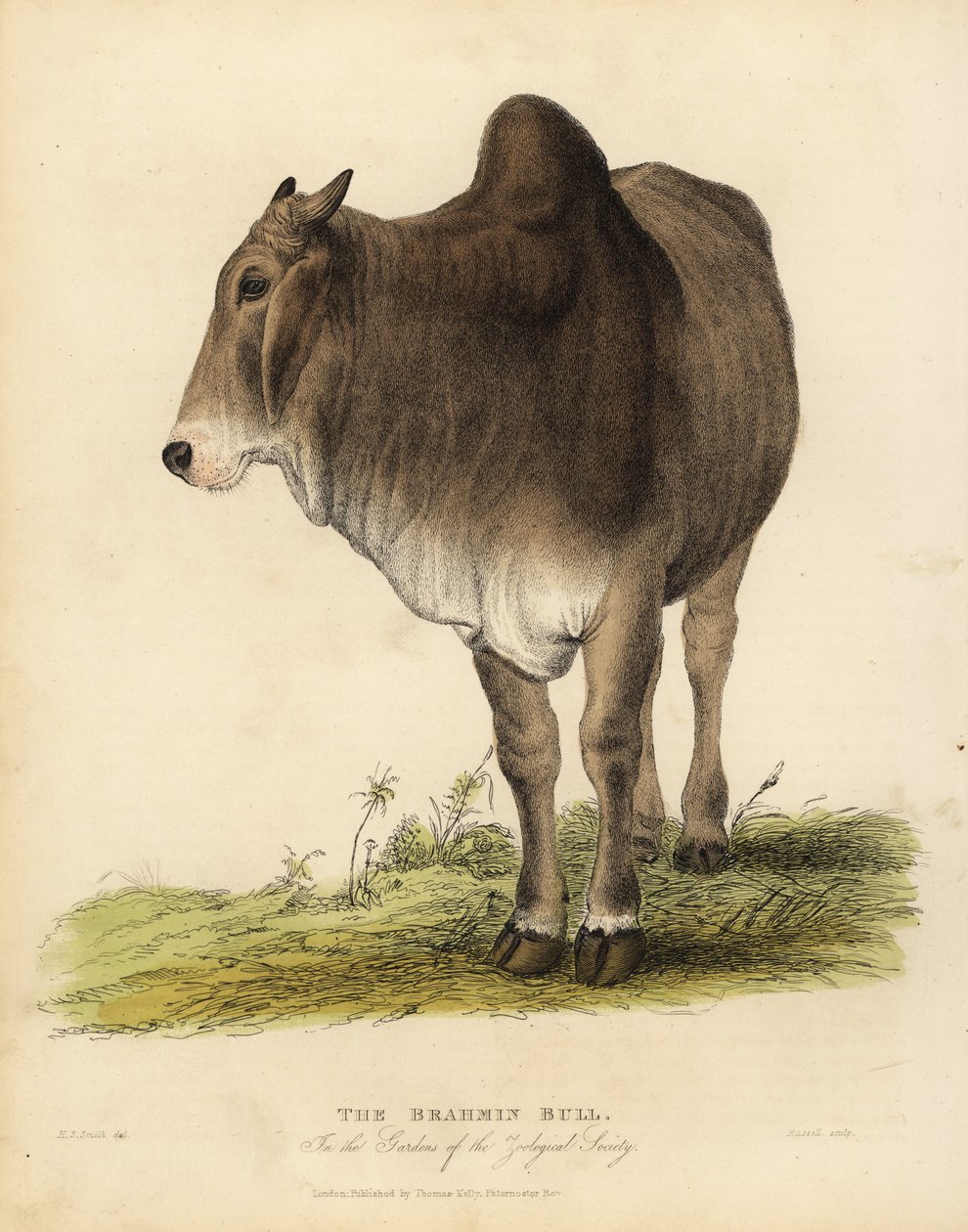 Rasa Brahma bydła zebu, Bos taurus indicus. autorstwa William Smellie
