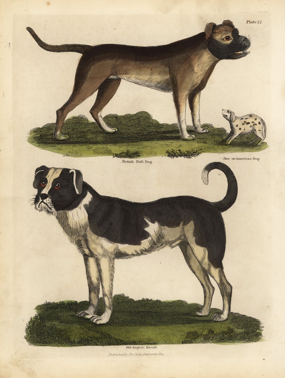 Rasy psów, Canis lupus familiaris. autorstwa William Smellie