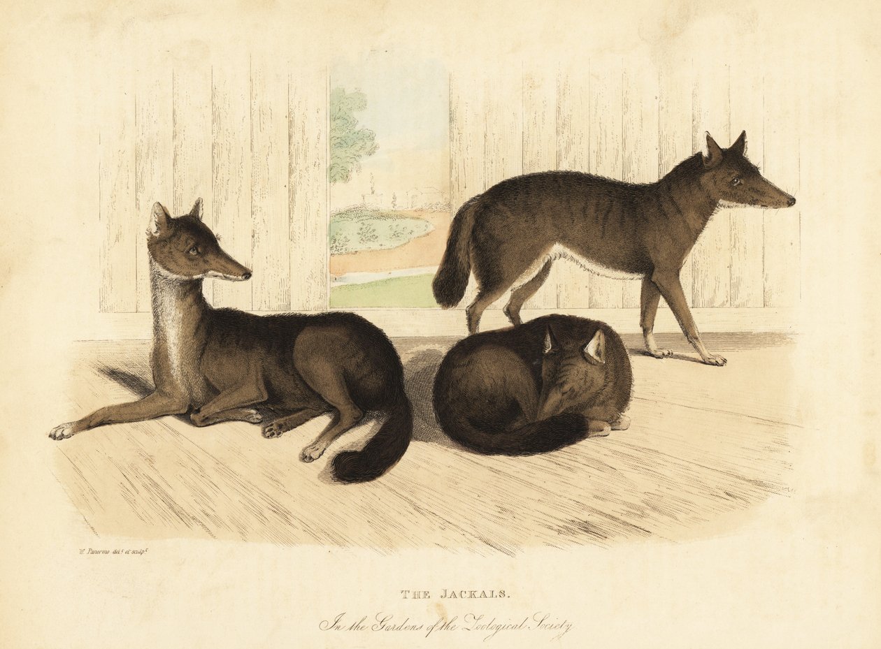 Szakal złocisty, Canis aureus. autorstwa William Smellie