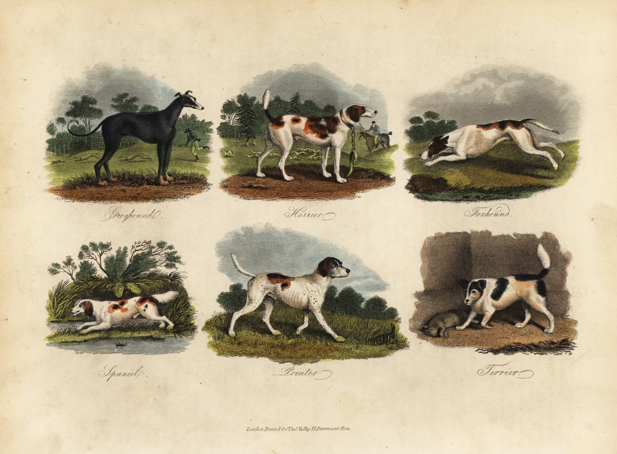 charty, błotniaki, foxhoundy, spaniele, wskaźniki, teriery. autorstwa William Smellie