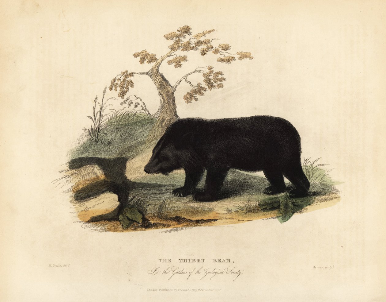 Niedźwiedź himalajski, Ursus thibetanus laniger. autorstwa William Smellie