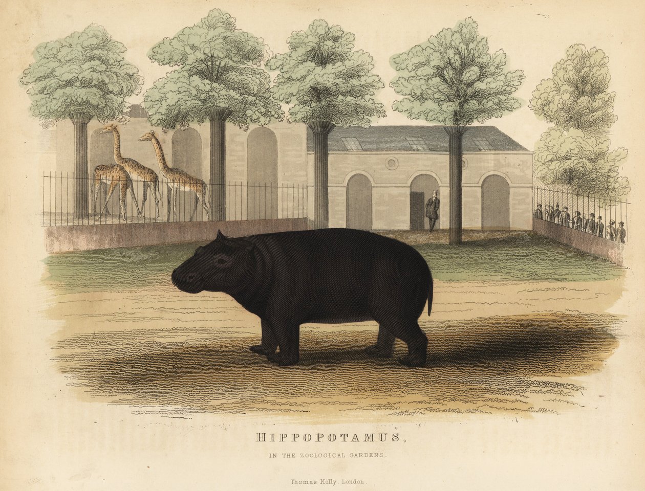 Hipopotam lub hipopotam, Hippopotamus amphibius. autorstwa William Smellie