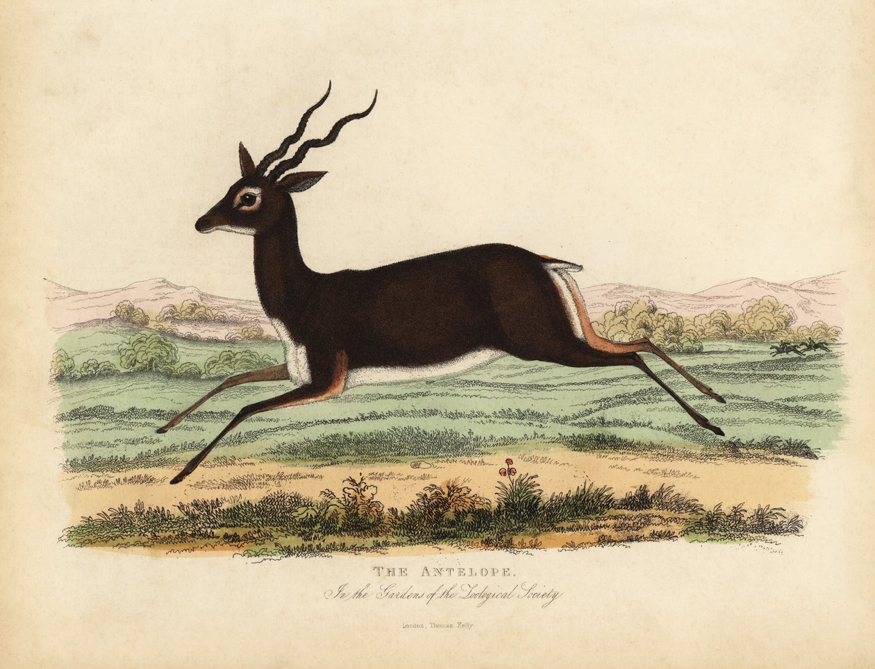Antylopa indyjska lub blackbuck, Antilope cervicapra. autorstwa William Smellie