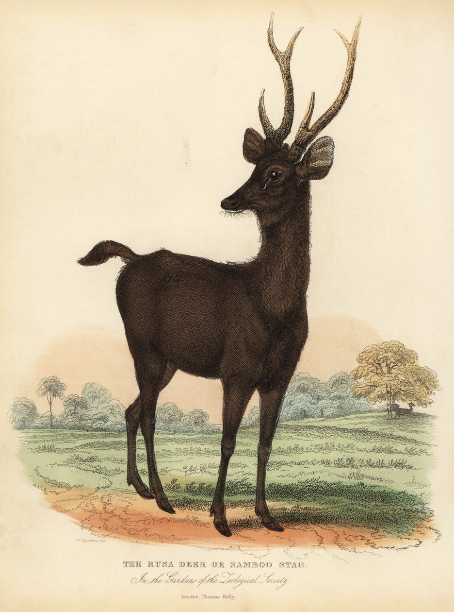 Jawan Rusa Ora Sunda Sambar Jeleń, Rusa Timorensis. Wrażliwy. autorstwa William Smellie
